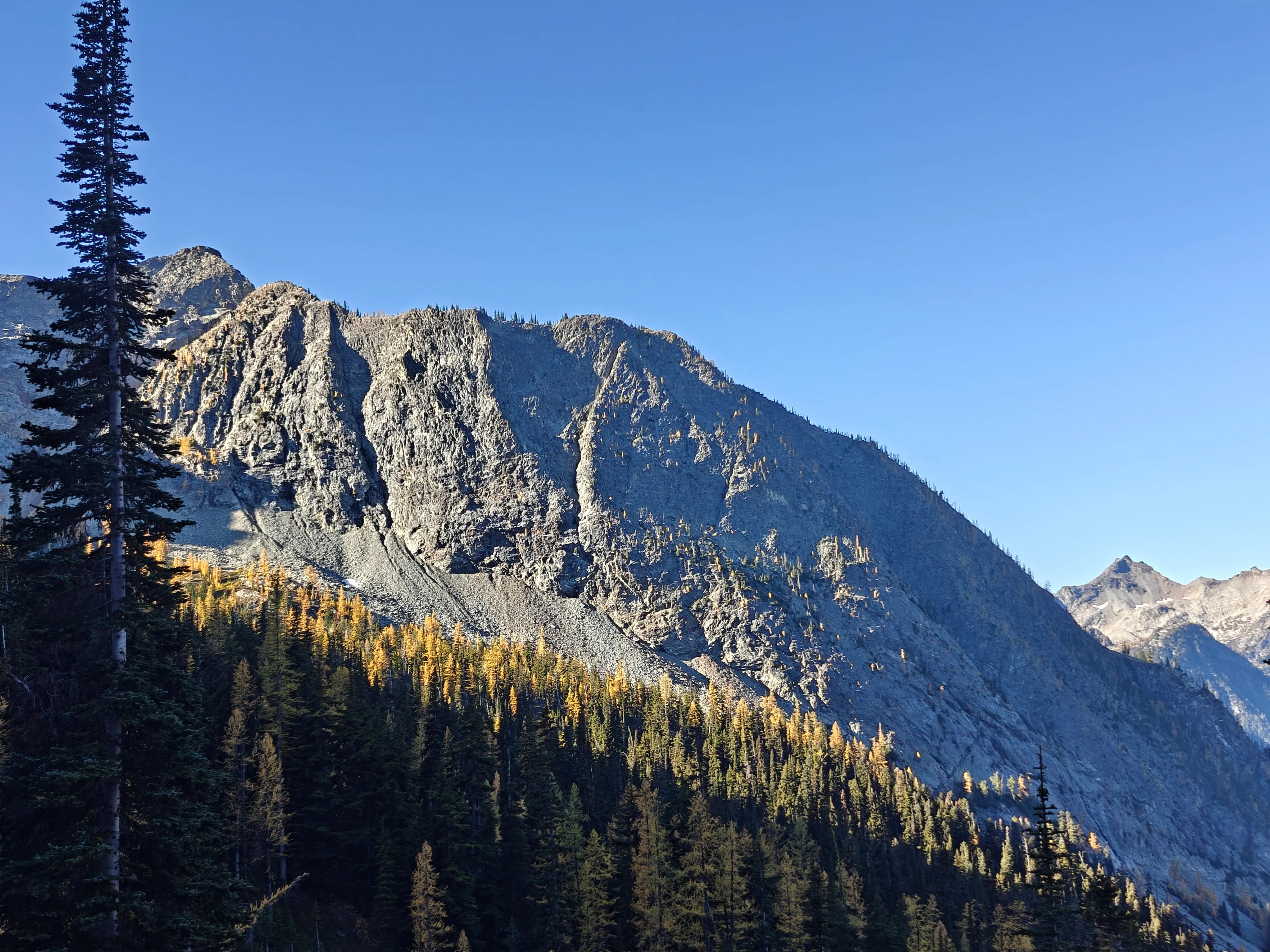 Sunlit golden larches climbing a slope below a broad gray cliff band