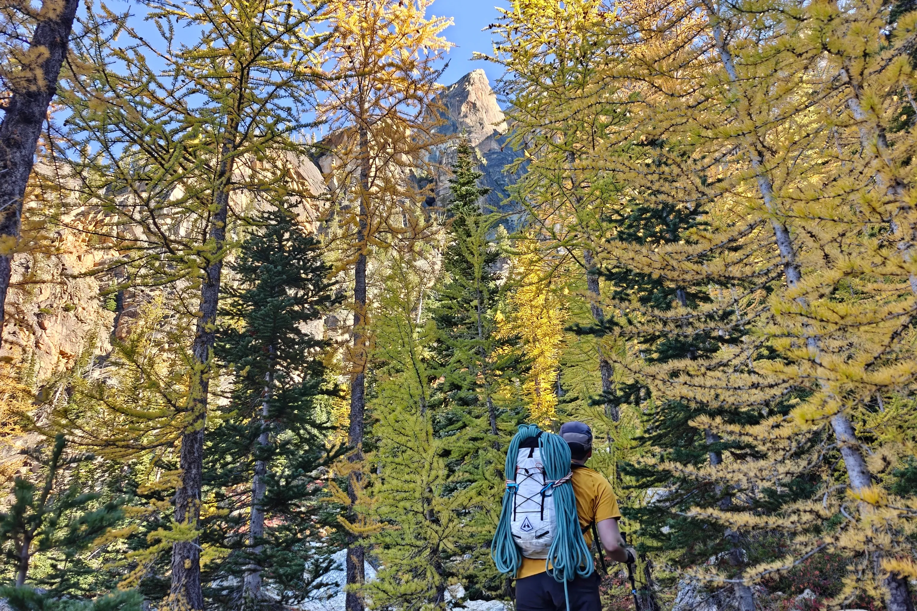 Climber walking through golden larches