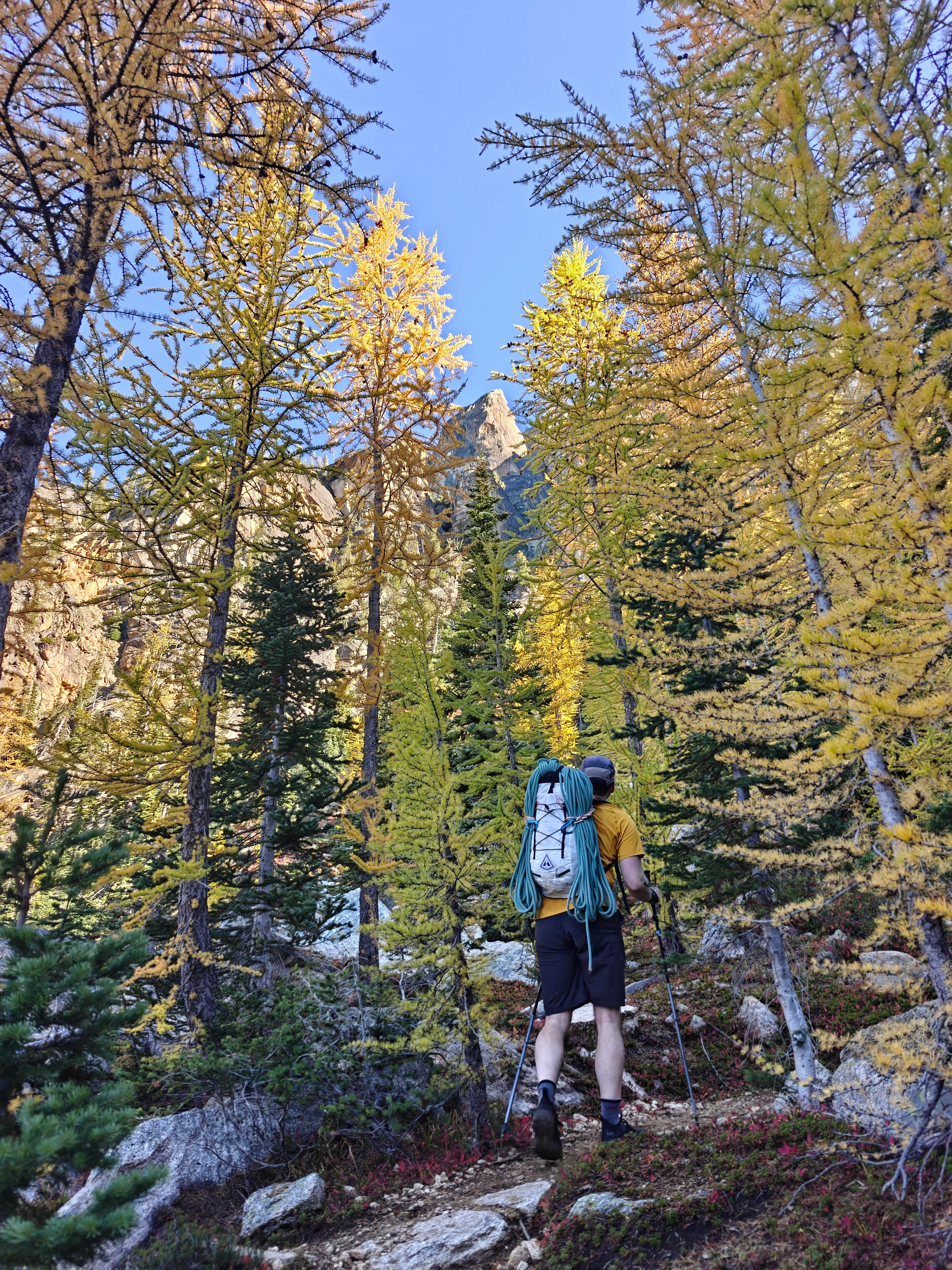 Climber in a yellow shirt with a teal rope coiled over a pack, hiking up a trail through golden larches toward a granite spire