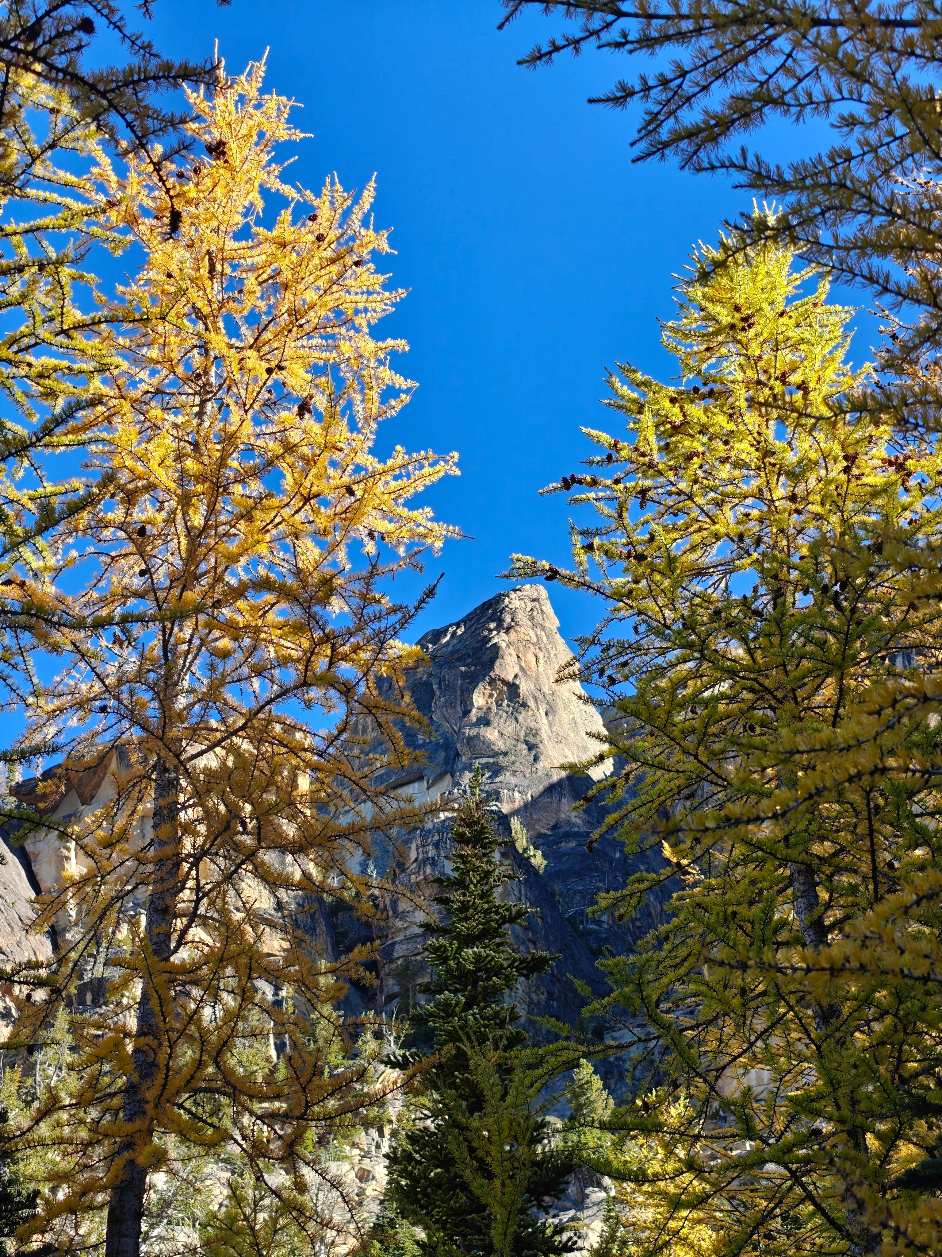 Liberty Bell framed between two golden larches against a deep blue sky