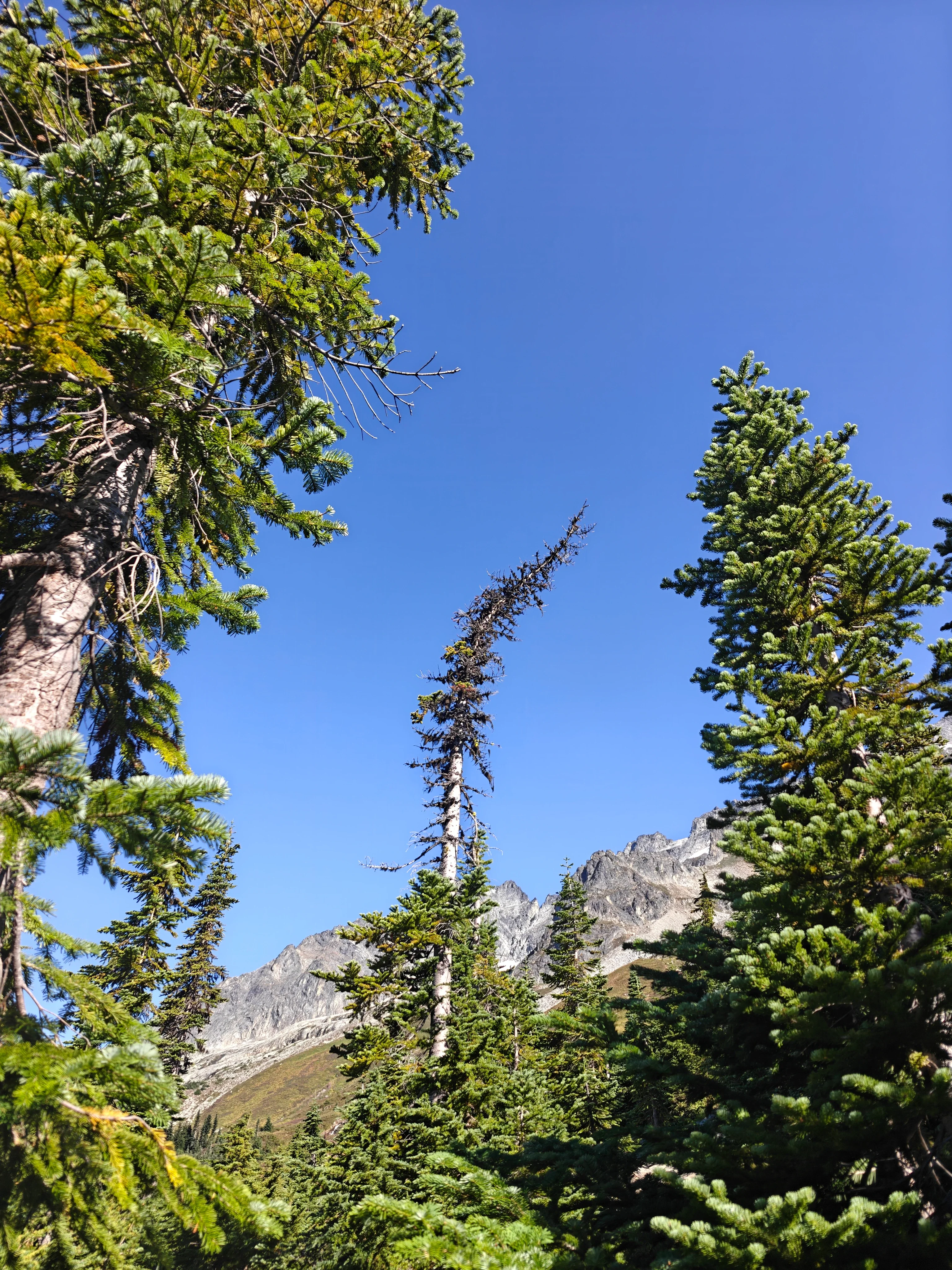 06 leaning snag on the approach