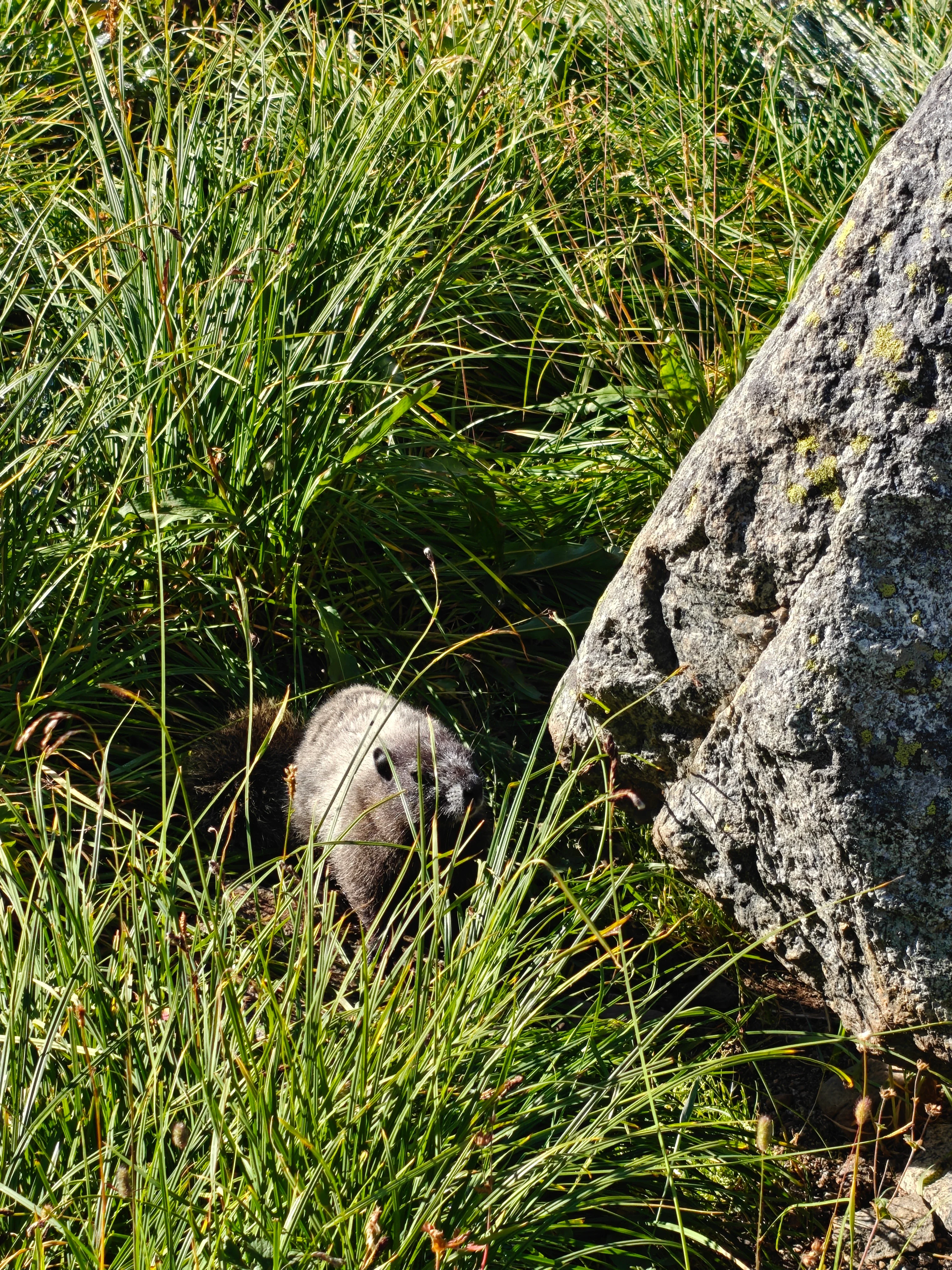 09 marmot in the grass