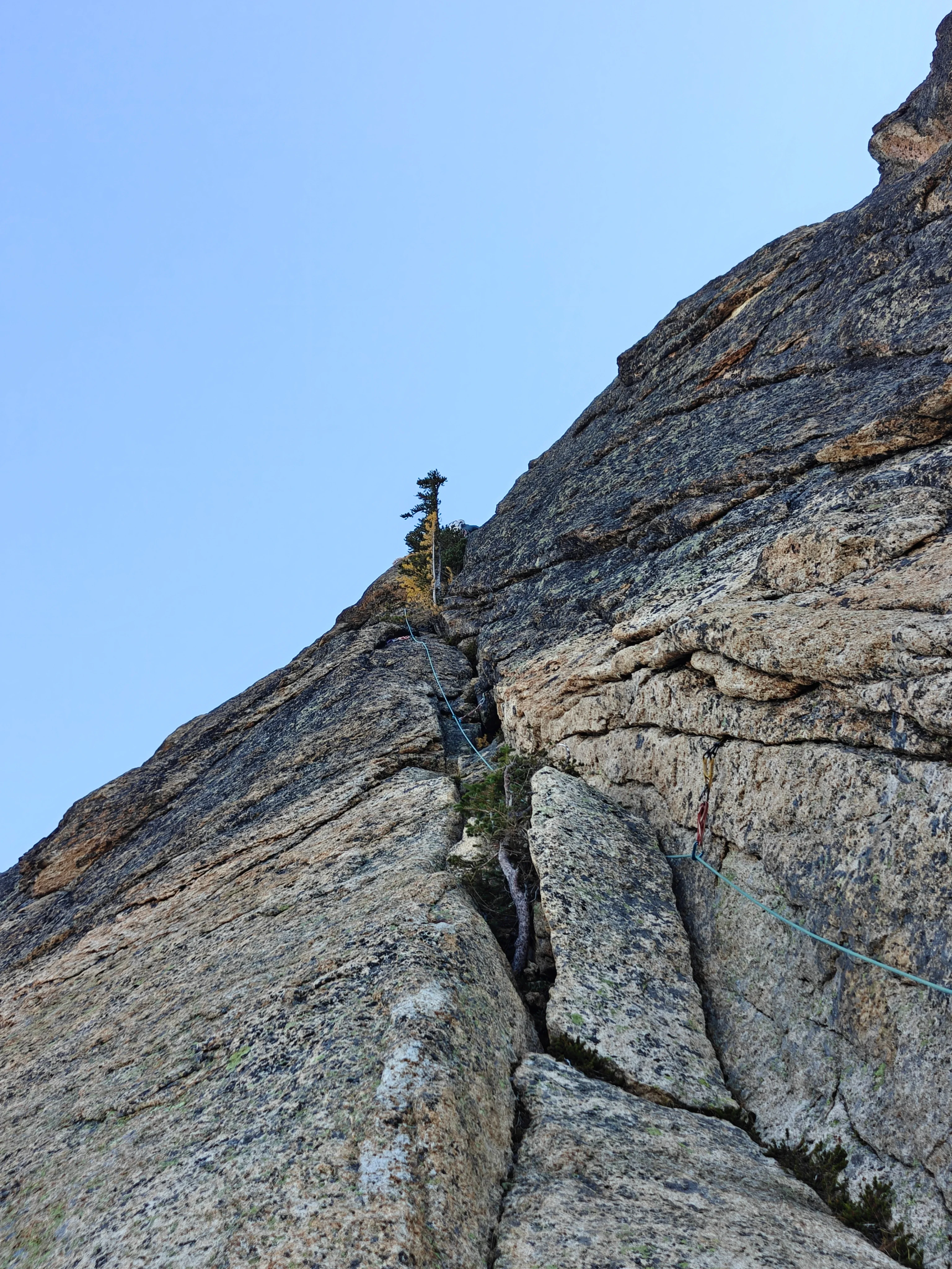 Teal rope running up a granite crack system toward a small larch, a quickdraw clipped on the right