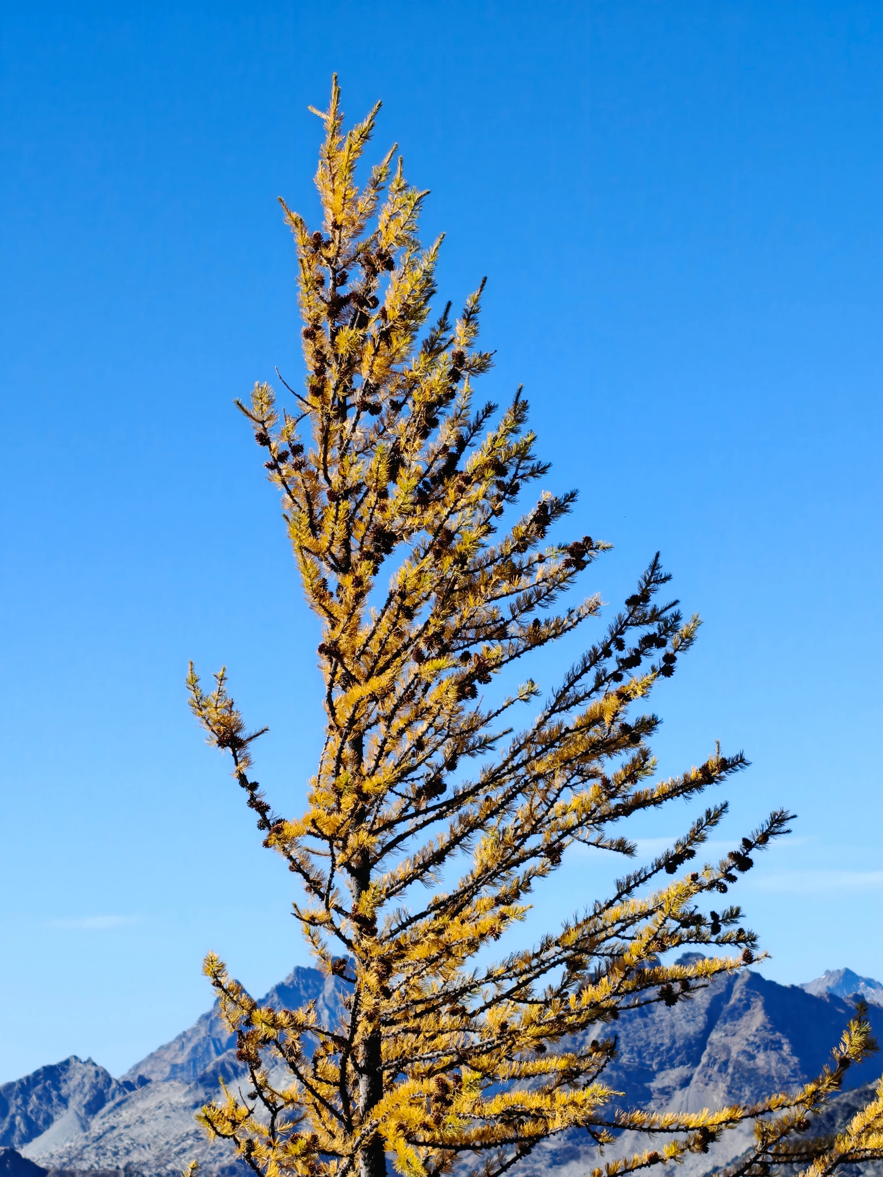Single golden larch against a deep blue sky with distant peaks below