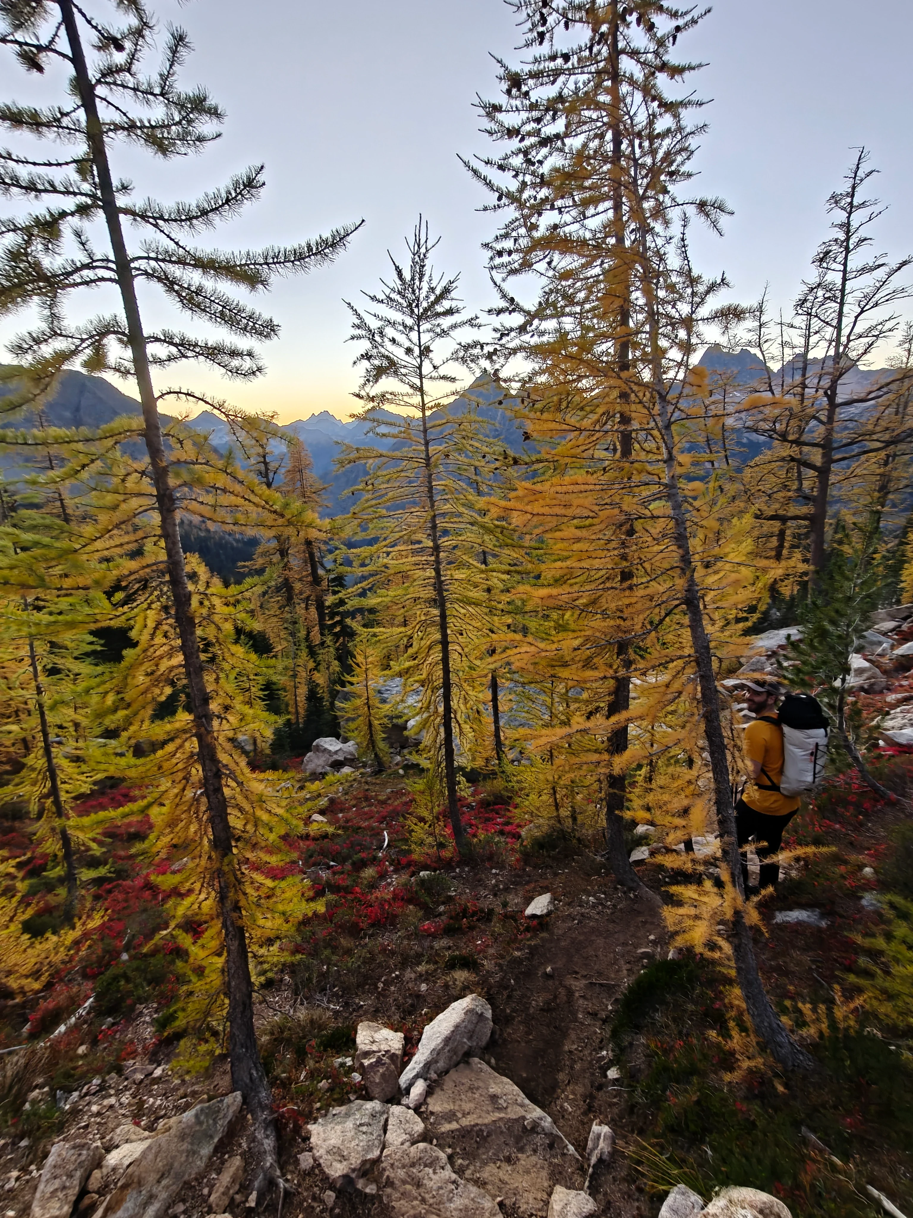 Climber with a white pack among golden larches and red huckleberry at dusk