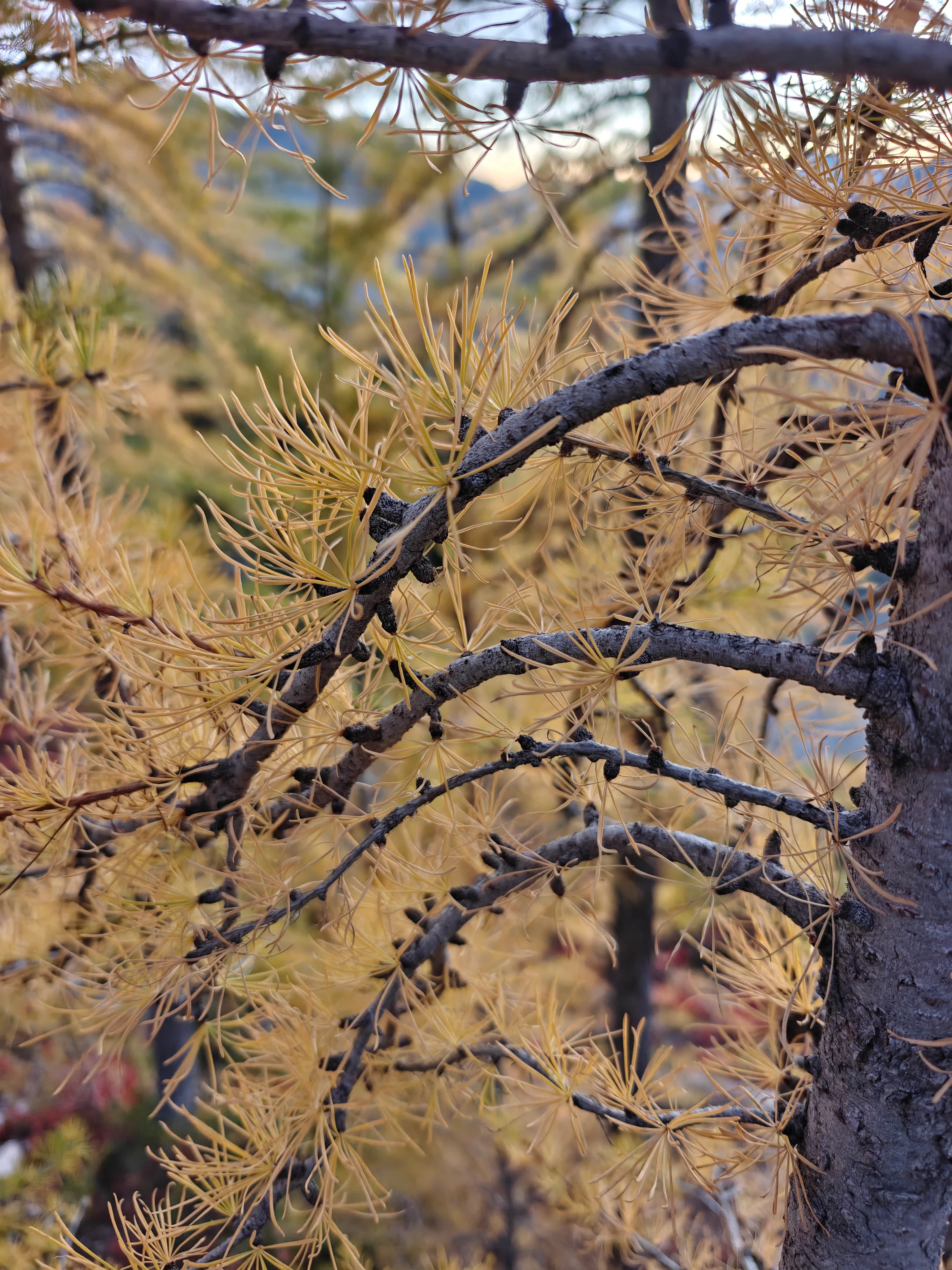 Close-up of golden larch needles on gray branches