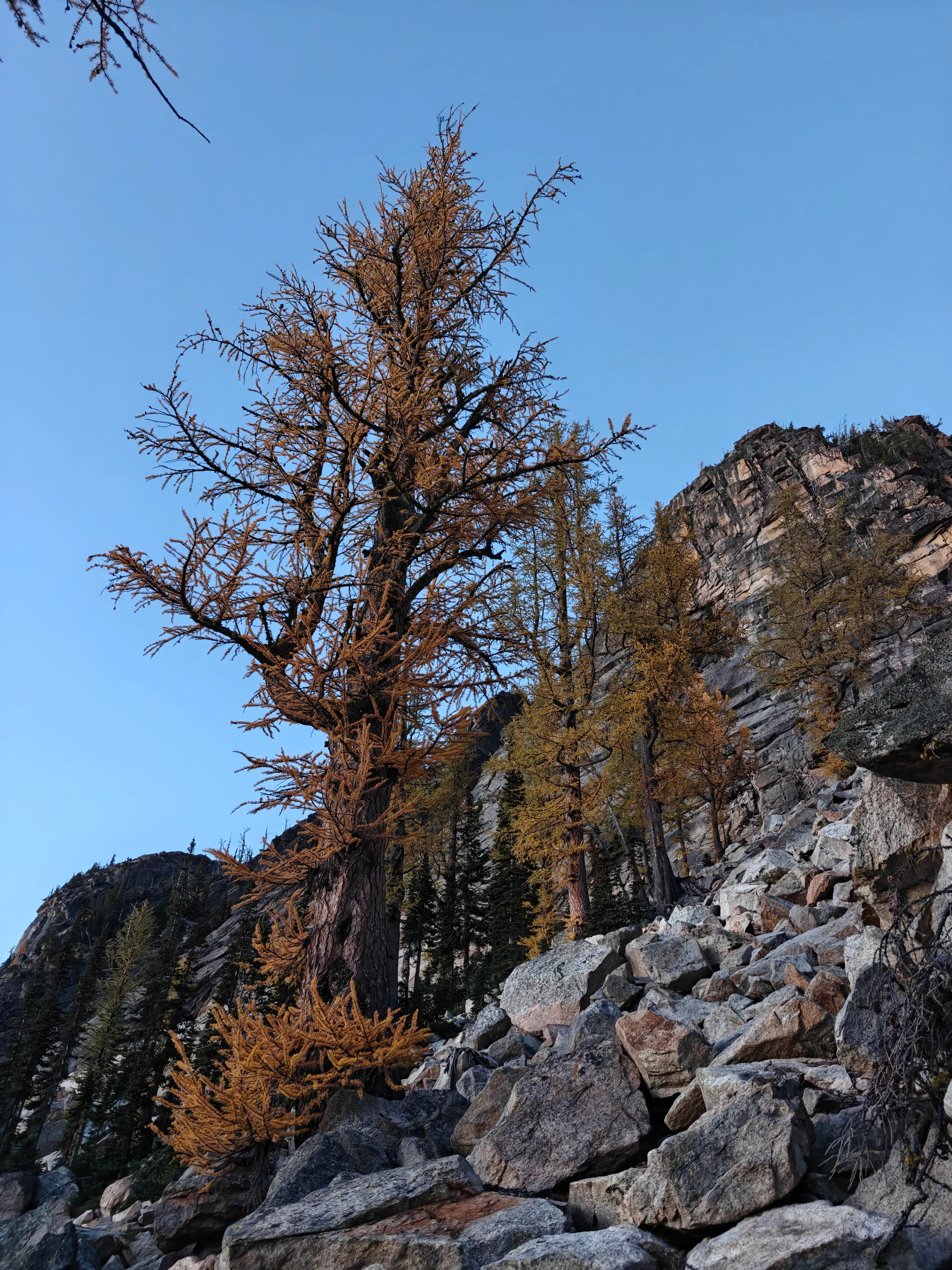 Large old larch with burnt-orange needles growing from a boulder field below a cliff