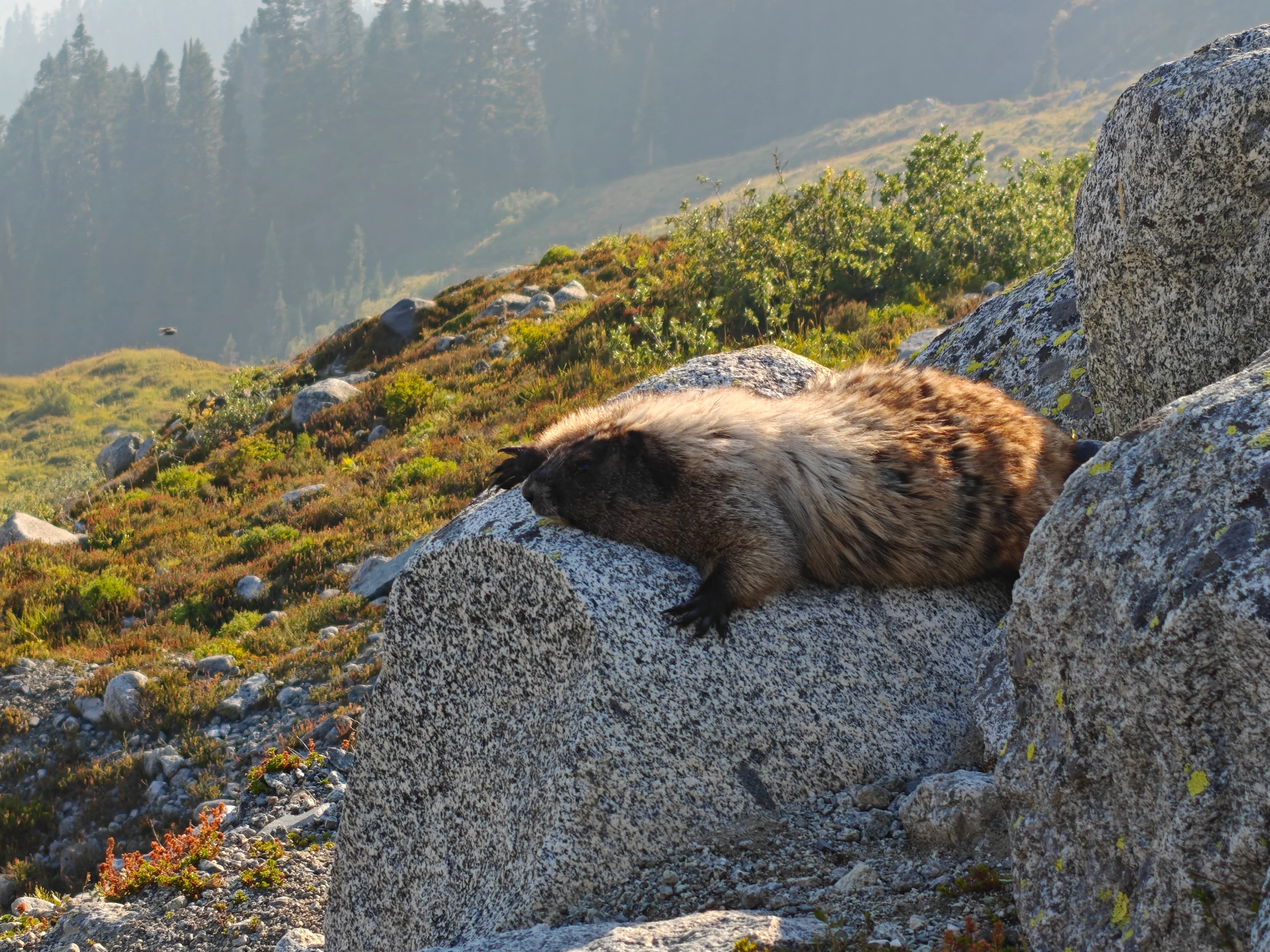 60 marmot flopped close up