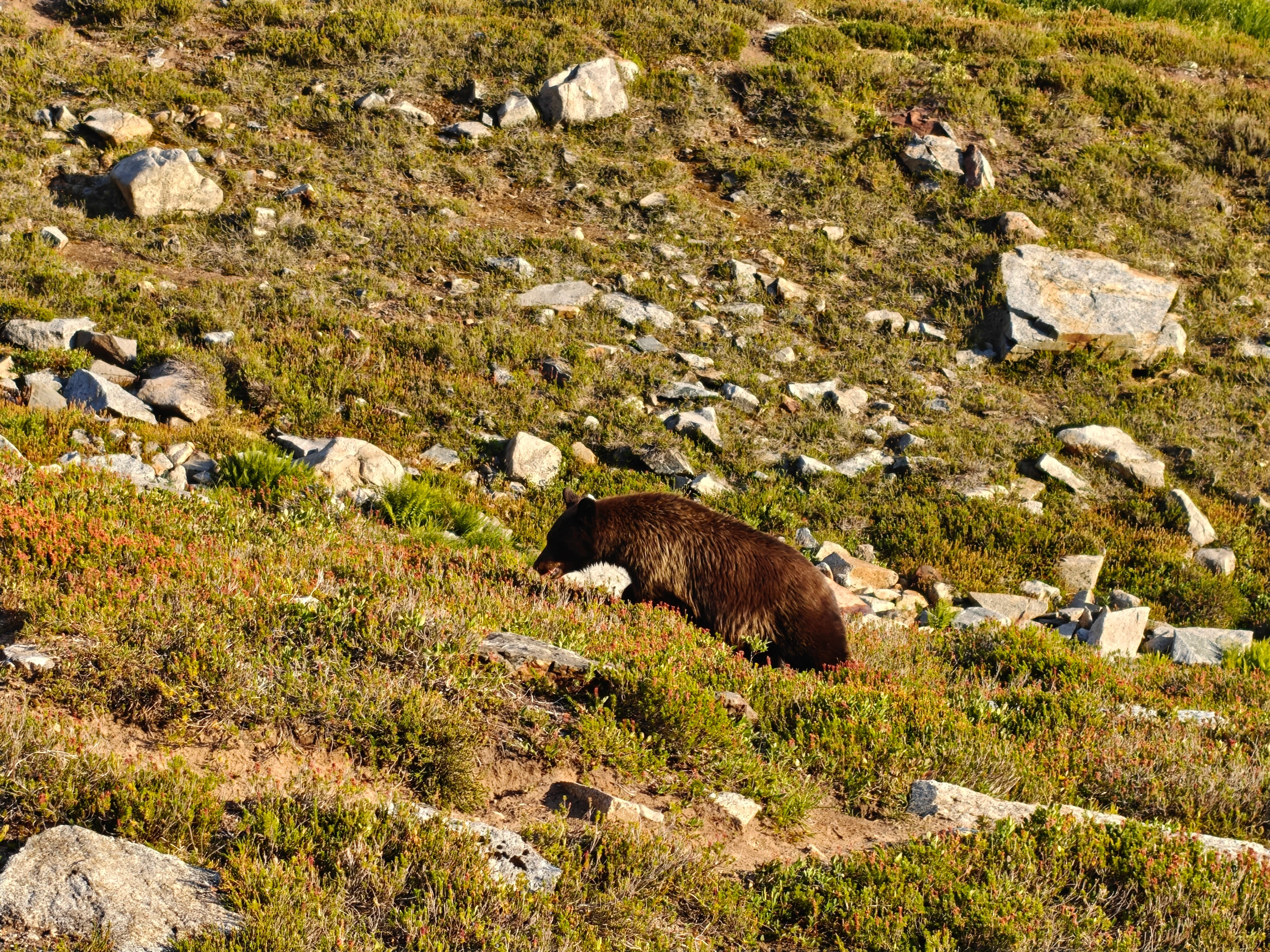 64 bear grazing