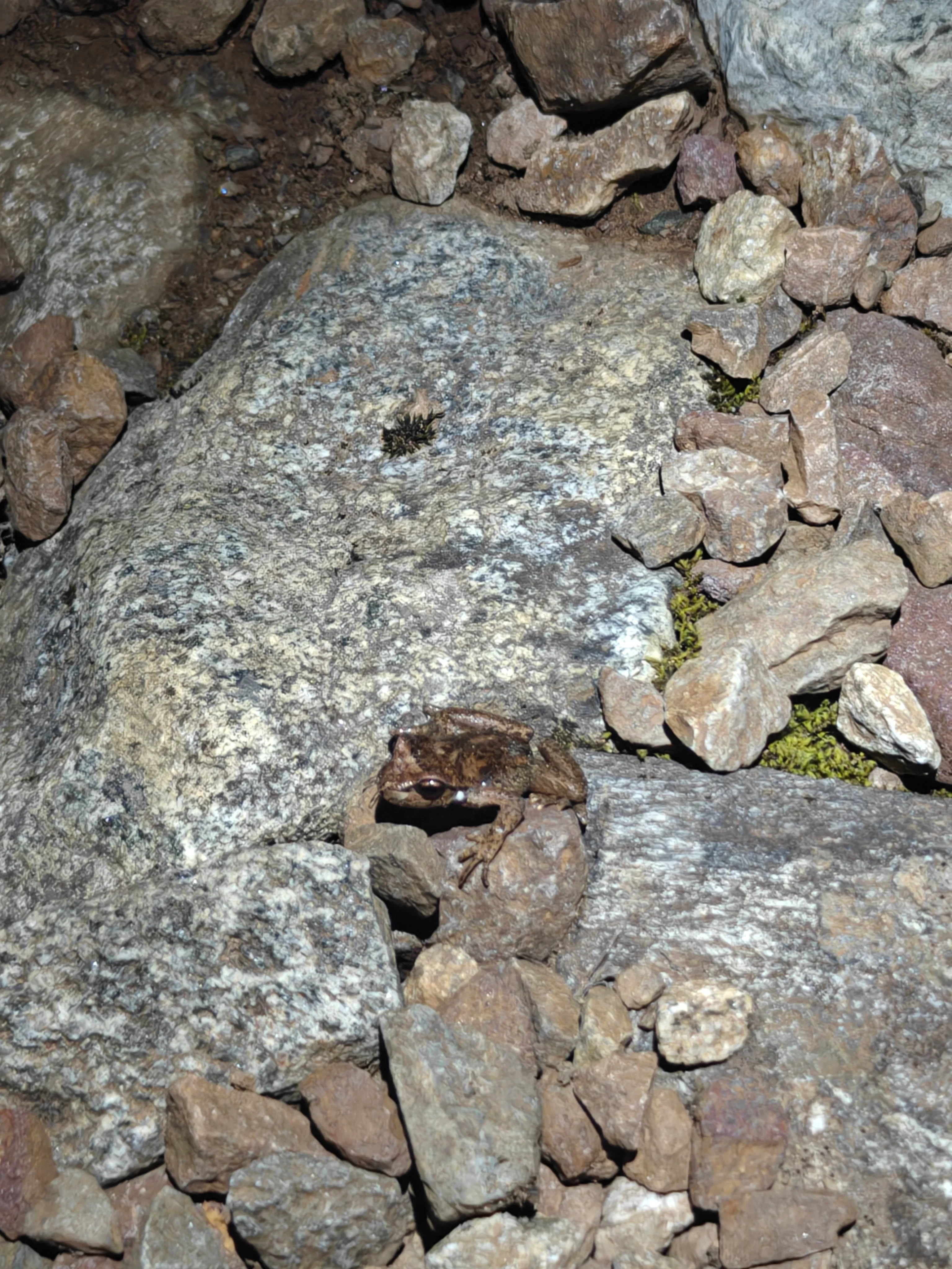 73 headlamp frog