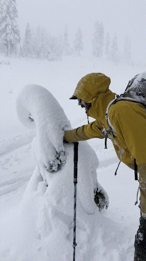gif shaking tree