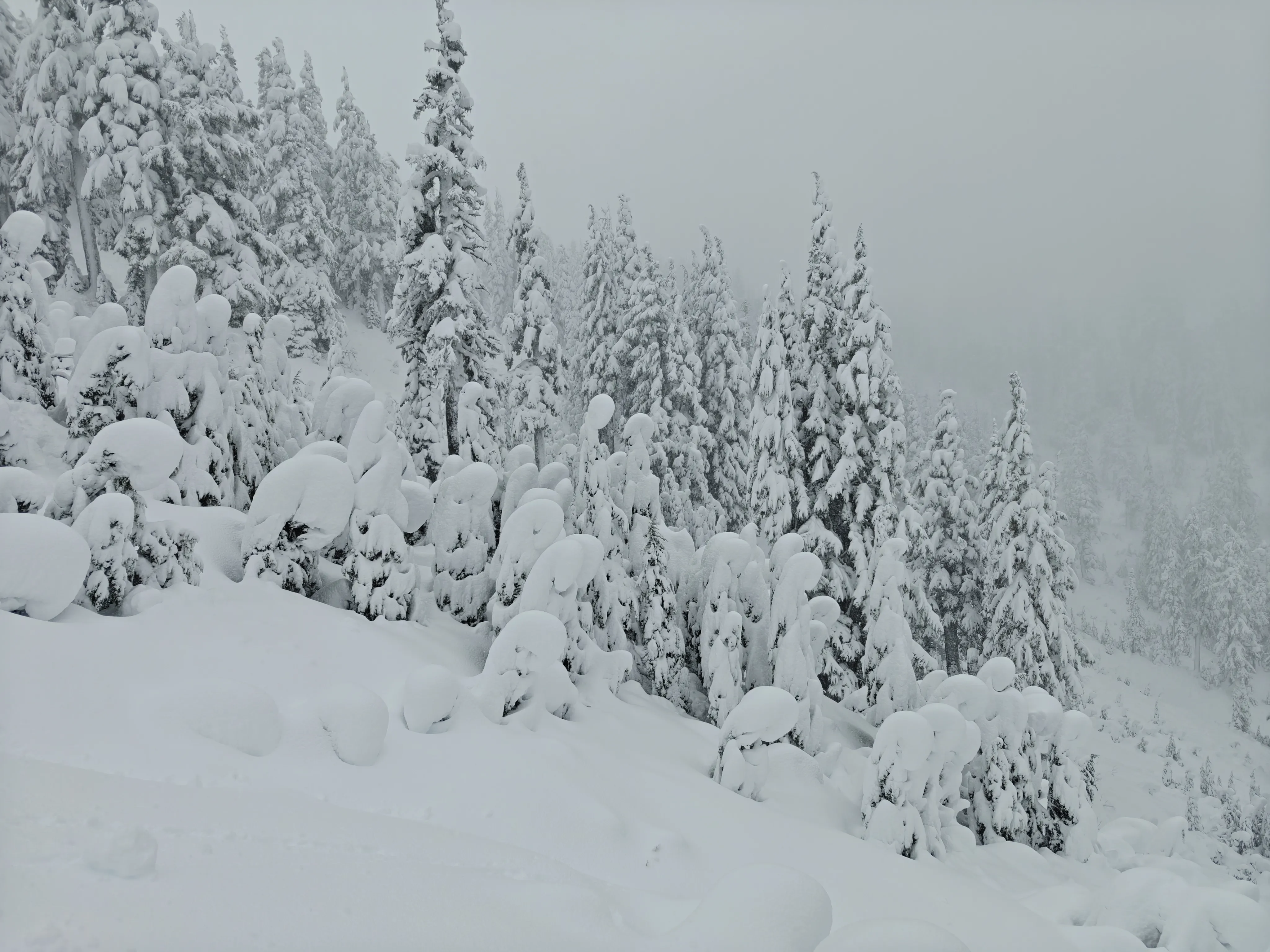 curly trees covered in snow