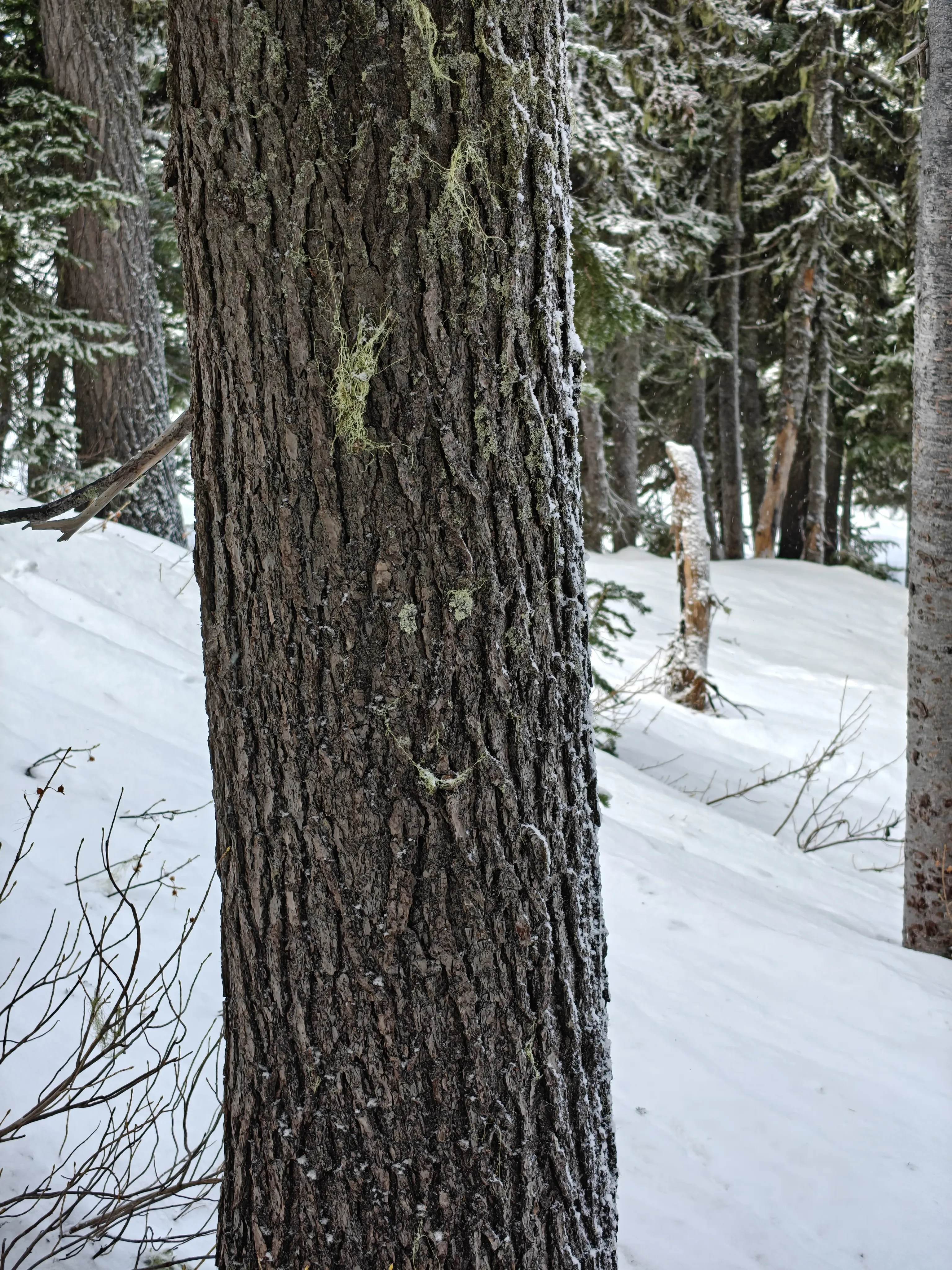 tree smile