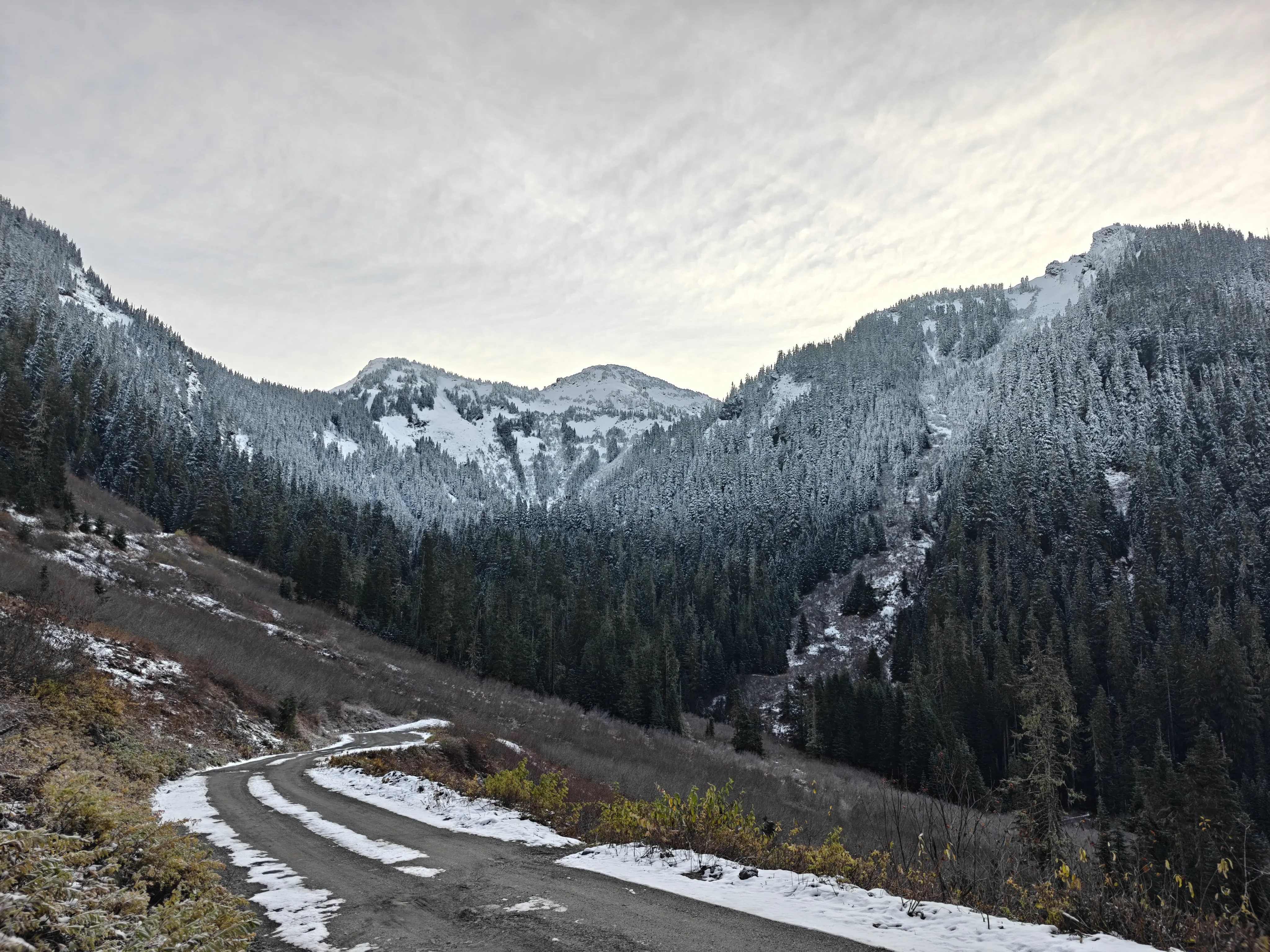 snow line on trees